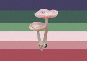 mushroomcoric